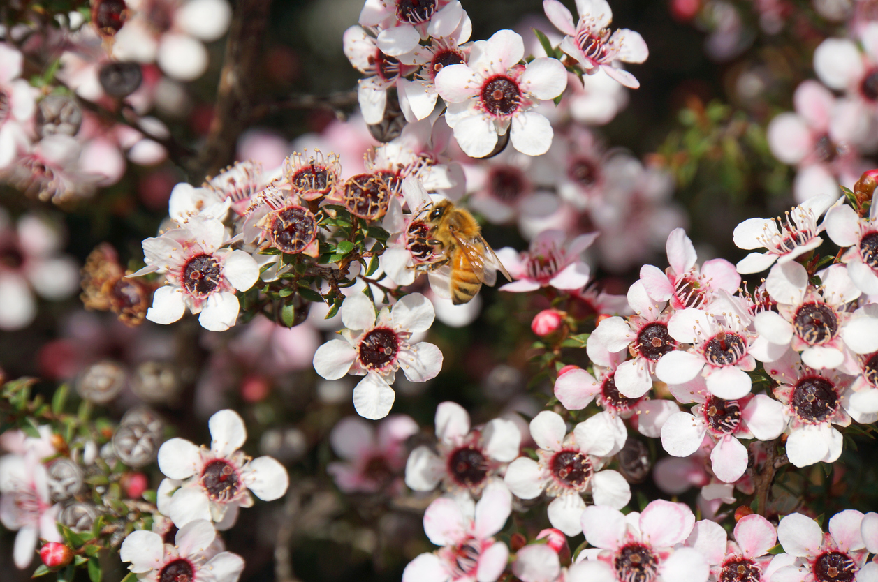 What is Manuka Honey? 11 Fascinating Facts! 